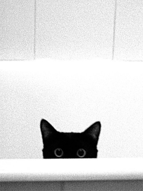 macamacalica01 maca macalica